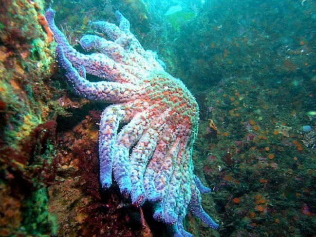 A estrela-do-mar-girassol foi a espécie mais afetada, com perda de 90% da população nos primeiros cinco anos. 