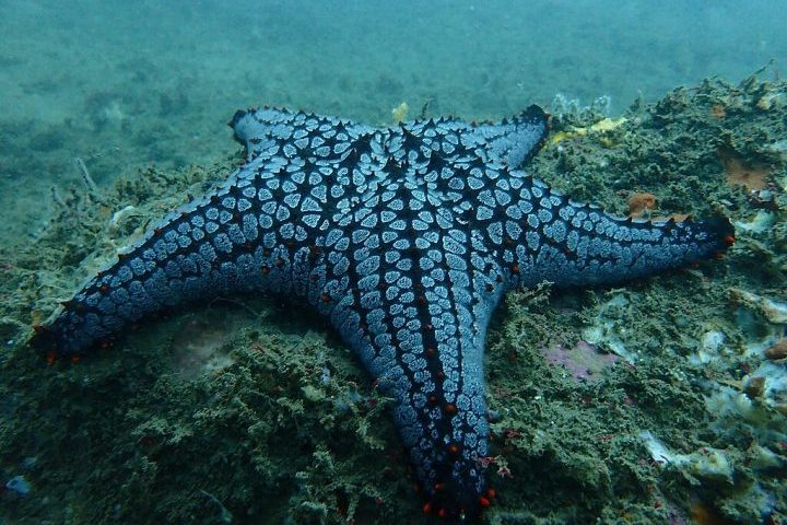 A alimentação das estrelas-do-mar varia conforme a espécie. No geral, se alimentam de moluscos, corais, algas ou matéria orgânica em decomposição.