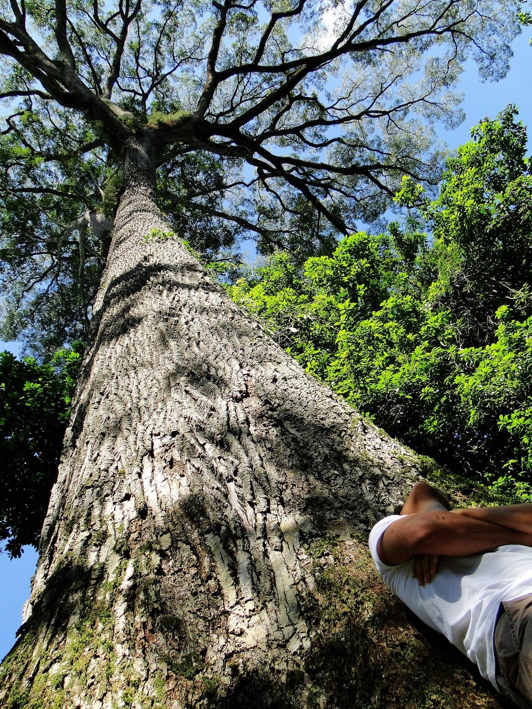 O nome jequitibá tem origem indígena. Na língua tupi, significa gigante da floresta. Está entre as maiores árvores do Brasil, ao lado de jatobás, angelins e sapucaias.