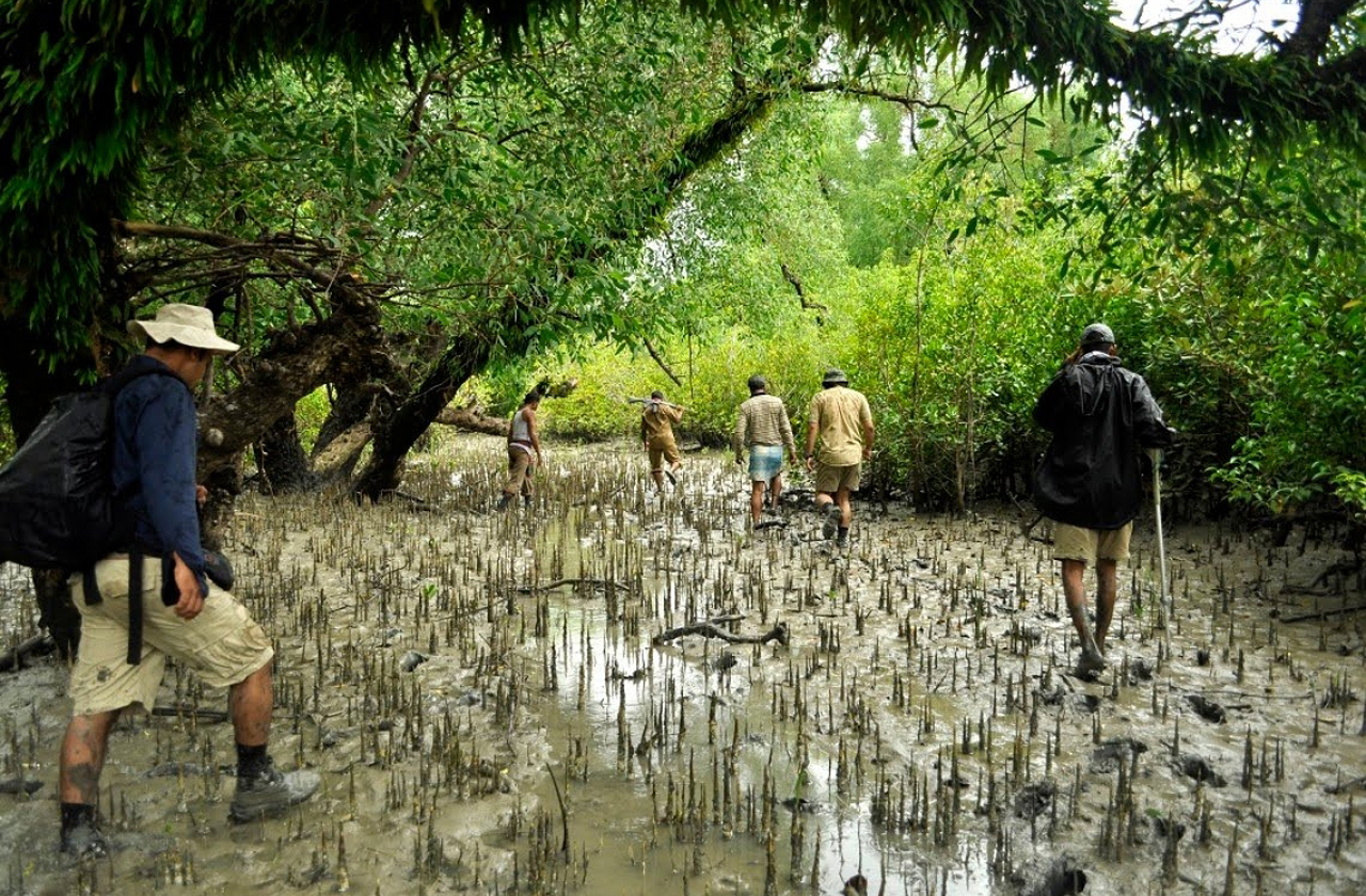 Iniciativas internacionais investem na restauração destes manguezais, reconhecendo seu papel climático. Projetos como “Mangroves for Climate” buscam recuperar áreas degradadas e fortalecer comunidades locais. Essas ações ajudam a manter a dinâmica natural da floresta que anda.
