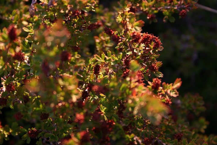 Essa planta produz antioxidantes extremamente potentes para se proteger, que são benéficos para proteger a pele humana contra danos e envelhecimento.
