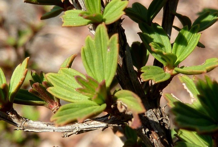 Das 135 plantas de ressurreição existentes, apenas três ou quatro crescem na Europa. O restante está na África, salientou ela.
