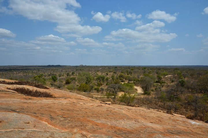 A Myrothamnus flabellifolia é nativa da região da África Subsaariana e pode ser encontrada em países como África do Sul, Namíbia, Zimbábue e Angola.