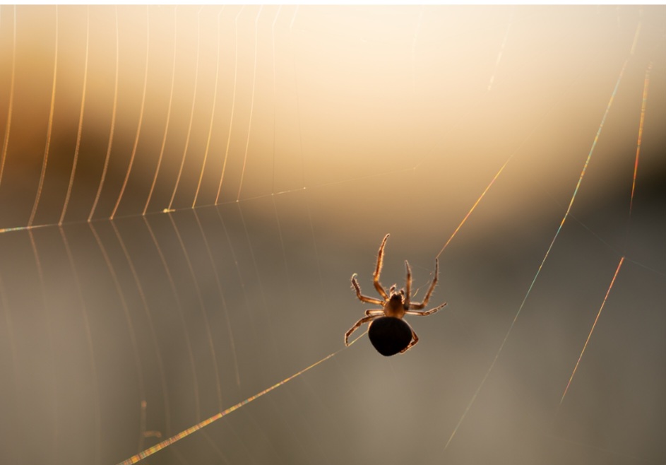 ARANHAS - O aumento de aranhas no verão está ligado à maior oferta de alimento, já que outros insetos também proliferam. Elas costumam se esconder em cantos e locais pouco movimentados.
