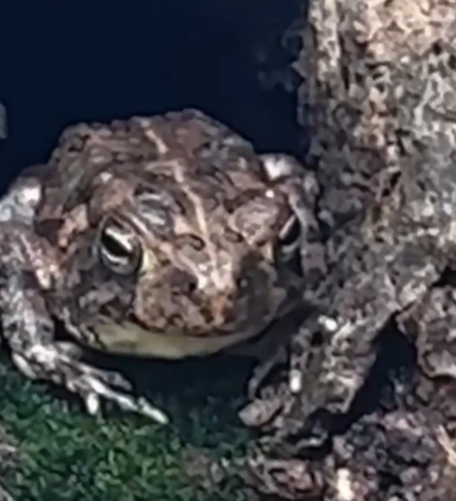 O animal, apelidado de Mr. Toad, acabou se tornando parte da rotina da família Sutton. A mãe de Theo, Sara Ann Sutton, decidiu transformar o local em um pequeno refúgio. 