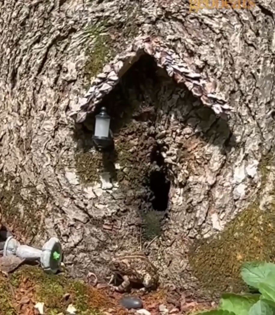 Em um dos vídeos, a mãe explica que o sapo parece à vontade com a presença humana. Acho que, se o que fazíamos o perturbasse, ele teria ido embora, disse.