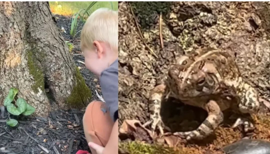 Na Carolina do Norte, nos Estados Unidos, uma amizade improvável conquistou a internet. Tudo começou quando Theo, um garoto curioso, percebeu que um sapo havia transformado o buraco de uma árvore no quintal em sua casa.