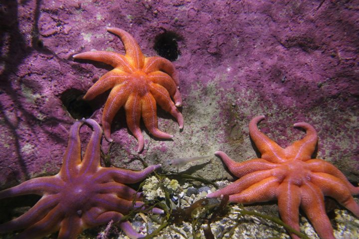As estrelas-do-mar são animais marinhos fascinantes que pertencem ao filo Echinodermata, o mesmo grupo dos ouriços-do-mar, pepinos-do-mar e lírios-do-mar. 