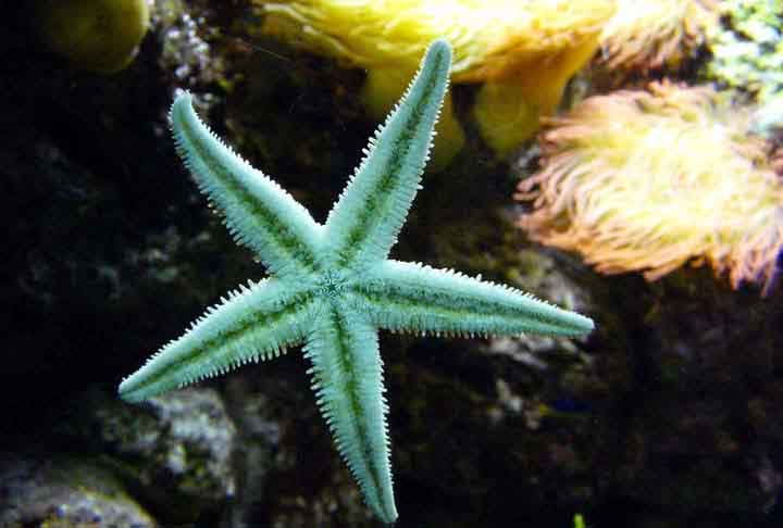 A doença, que provoca lesões, perda de braços e decomposição dos tecidos, devastou mais de 20 espécies.