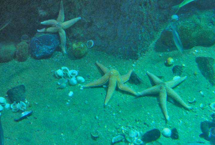 Essa bactéria normalmente infecta mariscos e foi identificada no fluido celômico de exemplares vivos.