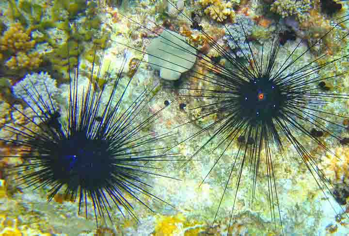 Essas florestas são consumidas por ouriços-do-mar que, por sua vez, são presas das estrelas-do-mar, o que explica o desequilíbrio.