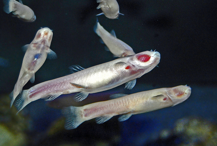 Inclusive, as ovas que foram expostas à luz em testes nos aquários resultaram em peixes que morreram rapidamente. 