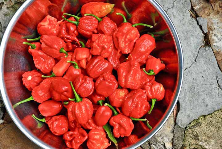 Carolina Reaper (2.200.000 SHU)- Reconhecida como a pimenta mais ardida do mundo, conquistou o primeiro lugar no ranking do Guinness World Record em 2017. Criada por Ed “Smokin” Currie na Carolina do Sul, nos EUA, é cultivada no Brasil por Fábio Tuma, que tem canal no YouTube sobre pimentas.