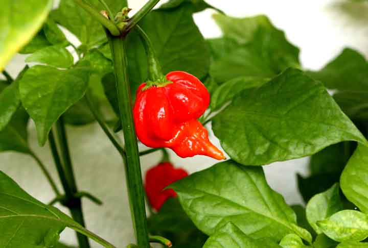 O nome Butch T foi dado em homenagem a Butch Taylor, o cultivador original desta variedade intensamente picante. Também é utilizada na produção do popular spray de pimenta.