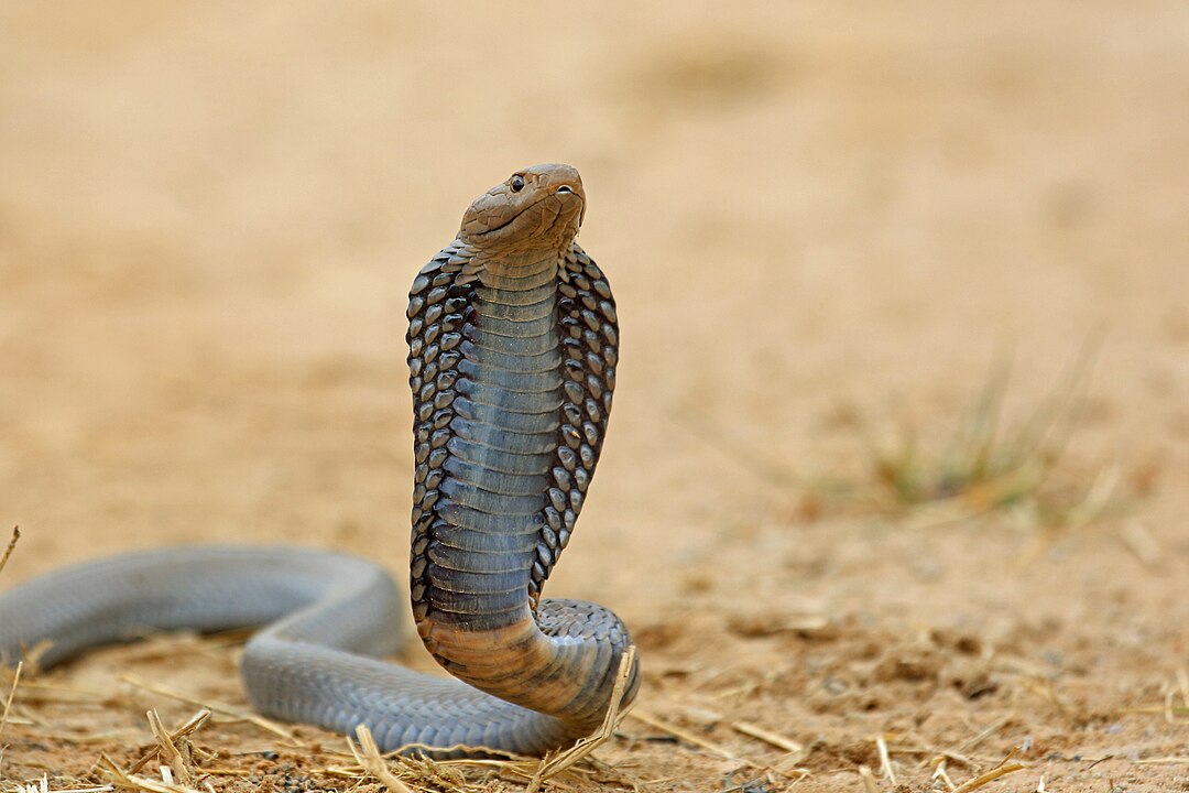 O veneno da naja é neurotóxico, ou seja, afeta o sistema nervoso, podendo causar paralisia e falência respiratória. Algumas espécies também produzem citotoxinas que provocam necrose nos tecidos.