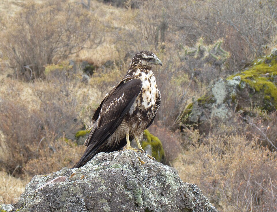 Sua distribuição vai da Cordilheira dos Andes  até a Colômbia e Venezuela, expandindo-se até Argentina e Brasil, onde é tida como uma espécie rara e ameaçada de extinção. 
