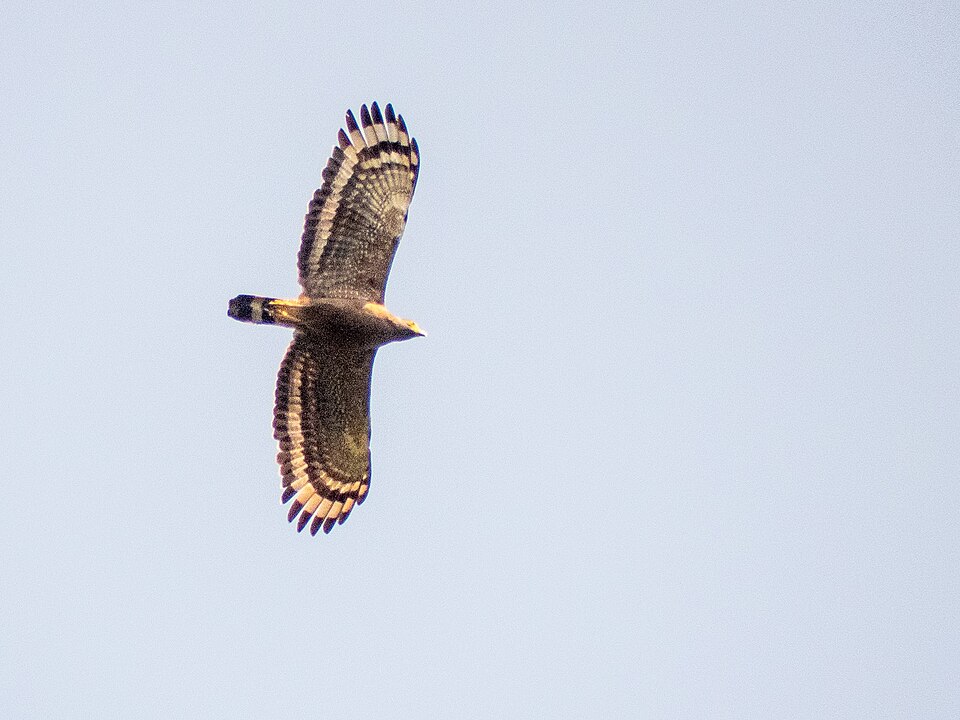 Esta águia marrom-escura, de tamanho médio a grande, é atarracada, com asas arredondadas e cauda curta. Encontrada em florestas na Ásia tropical .  Possui uma crista distinta e adaptações para caçar répteis e pequenos mamíferos.