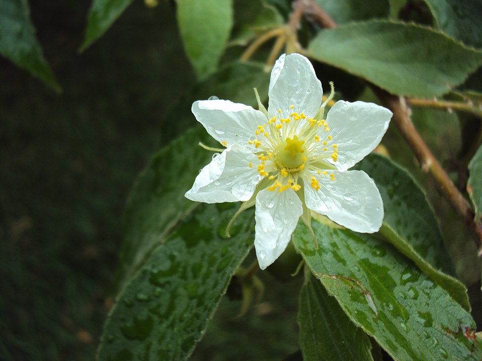 Sua observação pode ensinar sobre o ciclo da água e a interação entre atmosfera e superfície. O orvalho mostra como fenômenos sutis moldam o ambiente diariamente.
