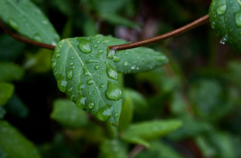 Regiões rurais observam orvalho mais facilmente do que áreas urbanas. A menor quantidade de concreto e as temperaturas mais baixas favorecem o fenômeno.
