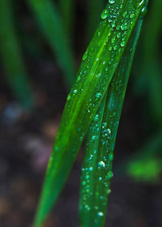 Durante o dia, o solo acumula calor e aquece o ar ao redor. À noite, esse calor se dissipa e, se o ar estiver úmido, a água presente nele se condensa.