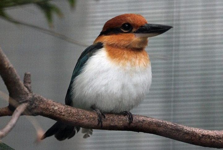 Por décadas, a espécie sobreviveu apenas em zoológicos e centros de conservação, com uma população global estimada em menos de 150 indivíduos.