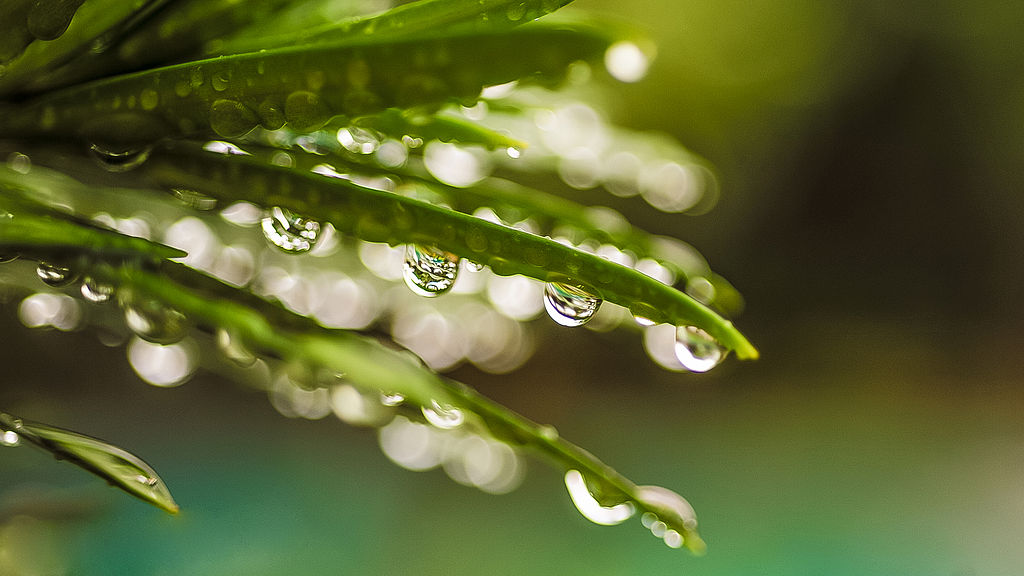 Além da estética, o orvalho é um indicador útil das condições atmosféricas. Agricultores e meteorologistas o utilizam para prever variações no tempo.
