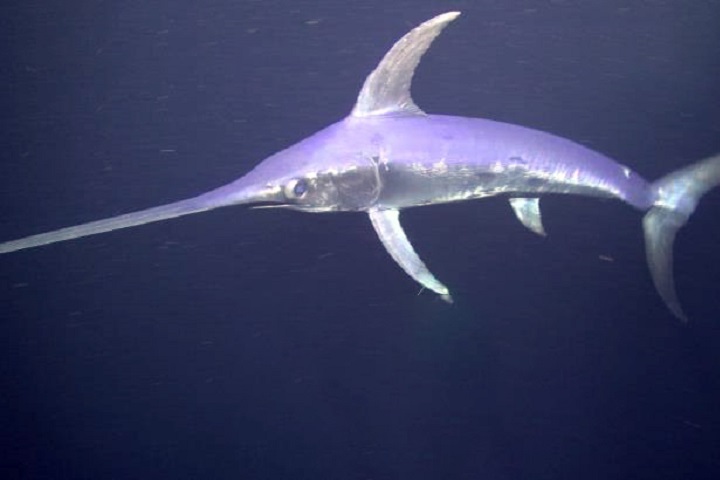 Os peixes-espada são encontrados em águas temperadas e tropicais ao redor do mundo, incluindo o Oceano Atlântico, Pacífico, Índico e o Mar Mediterrâneo.