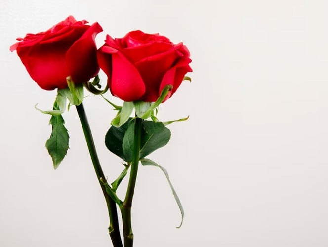 A maquiadora Neide de Paula sugeriu que o artista passasse a ofertar flores nas apresentações, mas que optasse por rosas por serem mais firmes que cravos. 
