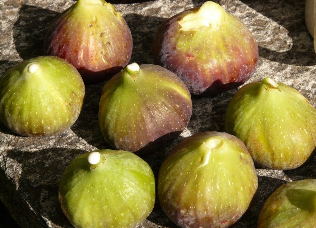 O figo é uma das primeiras frutas cultivadas pelo homem, tanto que há desenhos rupestres em cavernas que retratam figueiras. 