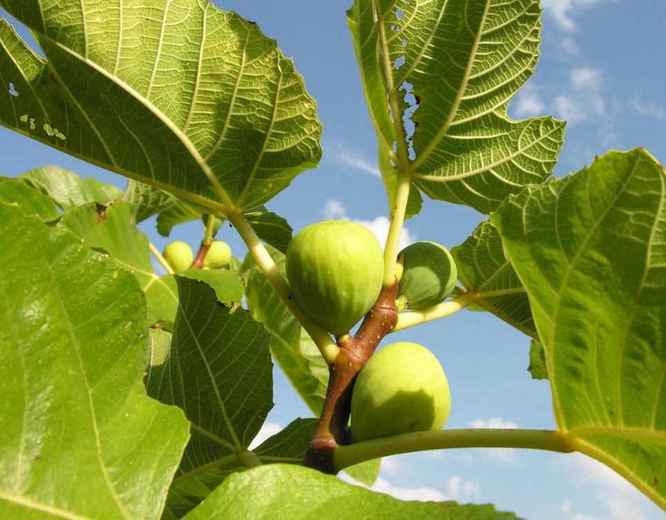 No Brasil, o figo chegou por meio dos portugueses, no século XVI, tendo destaque no cultivo na região de Valinhos, no interior de São Paulo e em Minas Gerais.