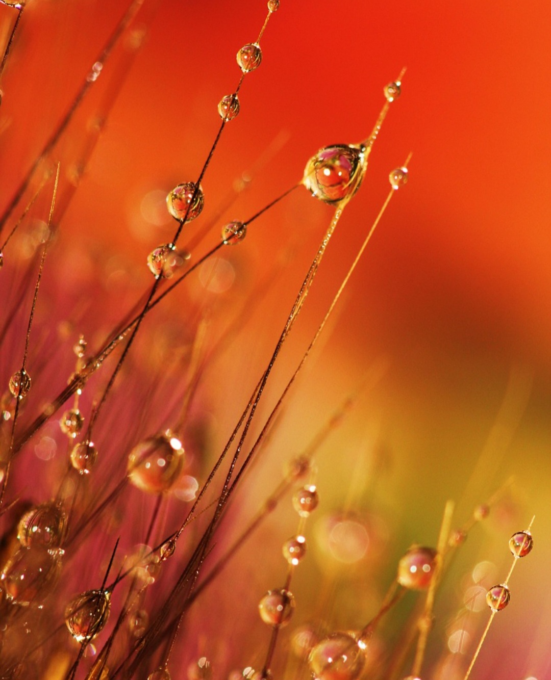 É um processo natural que não requer nuvens ou precipitação. A formação se dá por condensação direta do vapor sobre superfícies frias.