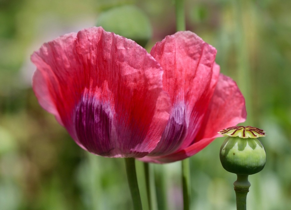 Nativas principalmente do Mediterrâneo oriental, Europa e Ásia, as papoulas possuem uma história rica e complexa que se entrelaça com a civilização humana há milênios. 