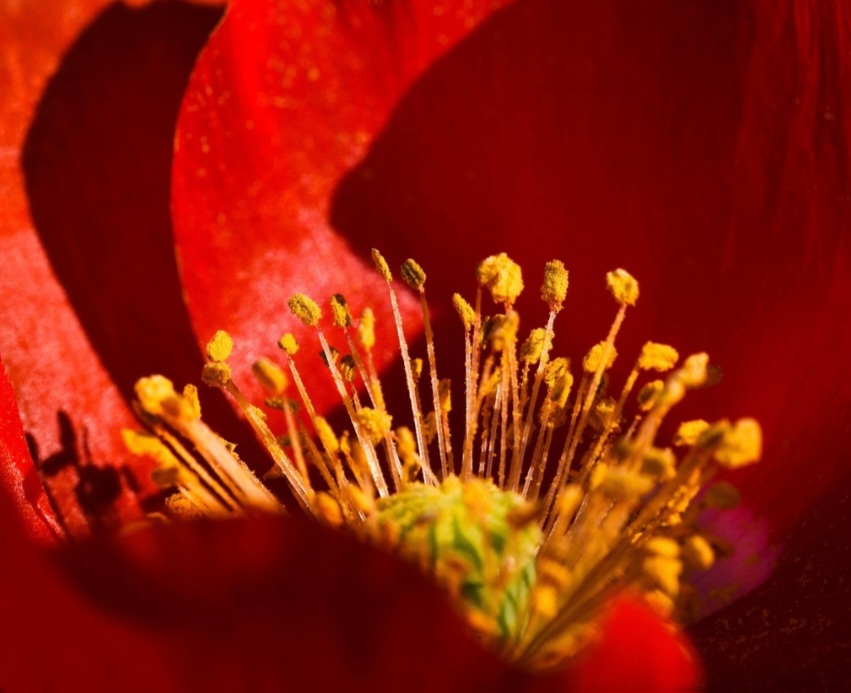 Talvez o simbolismo mais conhecido e difundido globalmente, seja a associação da papoula vermelha com a lembrança dos soldados caídos em conflitos desde a Primeira Guerra Mundial.