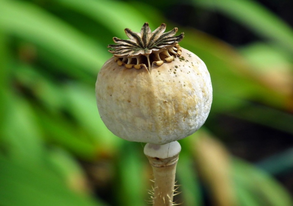 A crença popular sustenta que, após o conflito, as papoulas vermelhas foram das primeiras flores a crescer espontaneamente na terra arada e fertilizada pelos escombros, especialmente nos campos de Flandres, na Bélgica. 