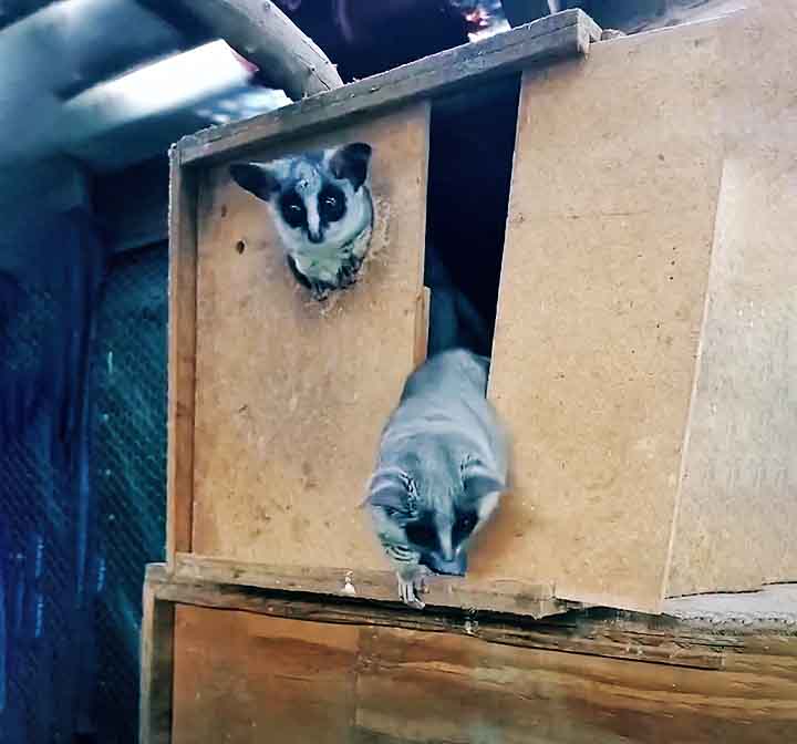 Ao lado de outros galagos, ele encontrou um novo lar, com companheiros de sua espécie, e a possibilidade de, eventualmente, ser reintroduzido à natureza.