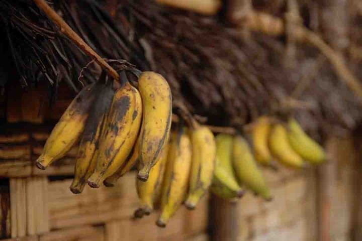 Uma de suas características é a capacidade de infectar o sistema vascular das plantas, provocando a chamada murcha de Fusarium, uma doença que afeta culturas como tomate, banana, algodão e batata, entre outras.