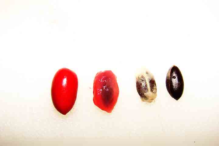 Quando uma pessoa mastiga o fruto, essas moléculas acabam se aderindo às papilas gustativas da língua, o que gera um efeito temporário para impedir a percepção de sabores amargos.