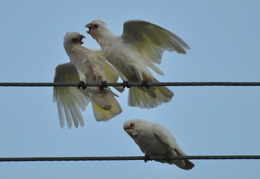 Por fim, as cacatuas são aves diurnas e monogâmicas, pois vivem sempre com o mesmo parceiro. Elas também podem se comportar por gestos e sinais com suas asas, mostrando quando necessita se refrescar ou está com fome. 