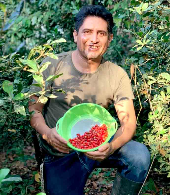 Assim, tem que ter cuidado para só morder a parte carnosa dela. Mesmo com essa atenção, é preciso procurar um serviço de emergência se sentir alguma reação inesperada.
