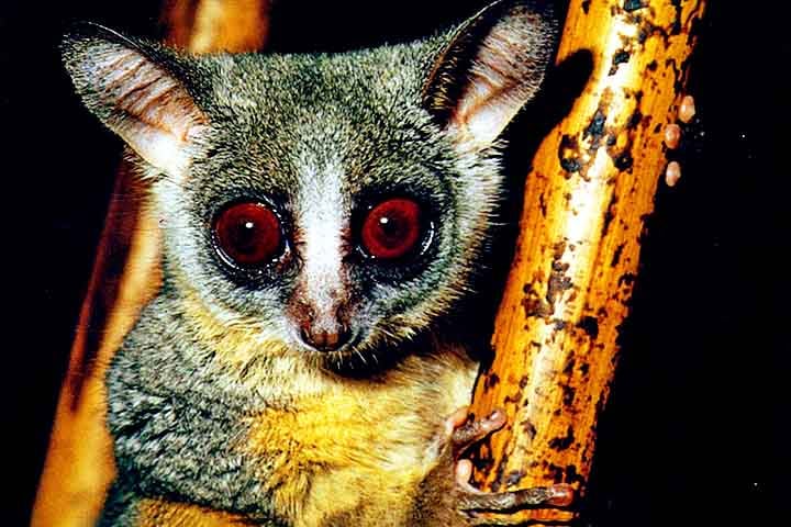 Essa alimentação diversificada é facilitada por sua visão excepcional em ambientes com pouca luz, já que seus grandes olhos possuem um número elevado de células bastonetes, essenciais para enxergar na escuridão.