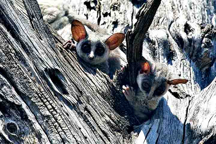 Outra característica fascinante dos galagos é seu comportamento social. Embora sejam principalmente solitários durante as caçadas noturnas, alguns galagos podem viver em grupos familiares durante o dia, especialmente em ambientes mais seguros.