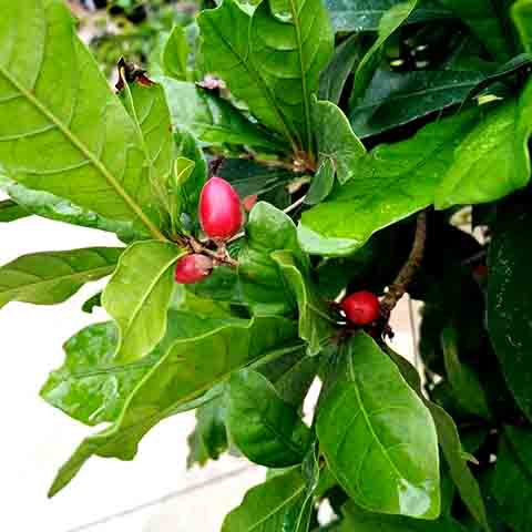 A assistente de direção do programa Mais Você, da TV Globo, Maria Lígia Bedini, teve um choque alérgico ao entrar em contato com o caroço do alimento.