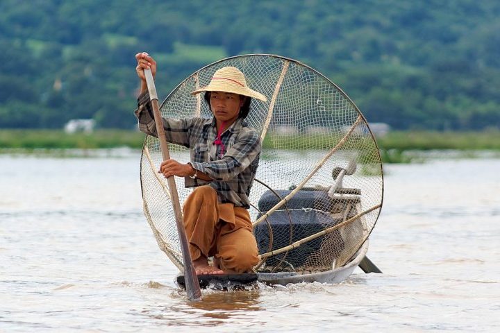 A espécie era conhecida pela população ribeirinha, que a considerava um alimento valioso e a pescava com uma técnica tradicional.