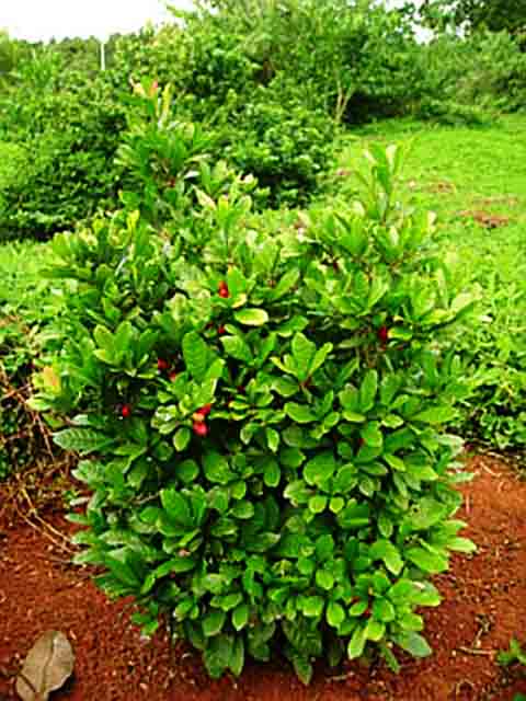 Dessa forma, o local ideal para o plantio deve receber luz solar direta por pelo menos 4 a 6 horas por dia. No entanto, esta planta também aprecia alguma sombra parcial nas horas mais quentes, mas ventos muito fortes podem quebrar seus galhos frágeis.
