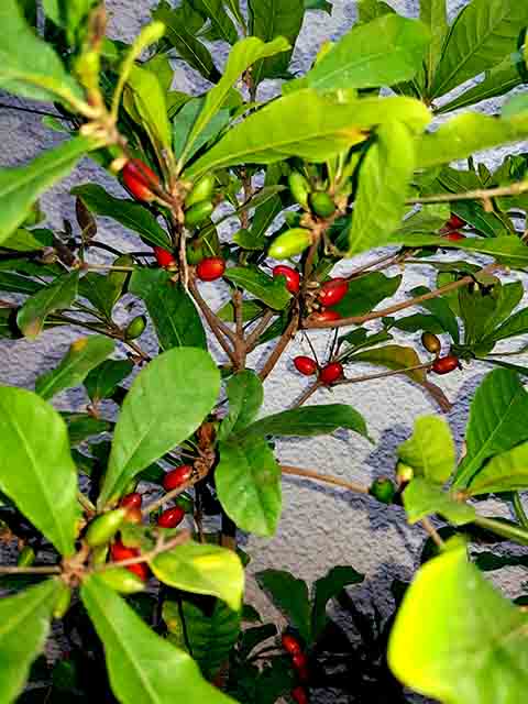 Nesse mesmo sentido, o solo precisa ser ácido, com pH entre 4,5 e 5,8, além de bem drenado e rico em matéria orgânica.