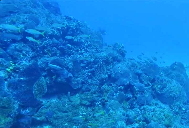 Veja espécies curiosas de seres, que habitam as profundezas do oceano.