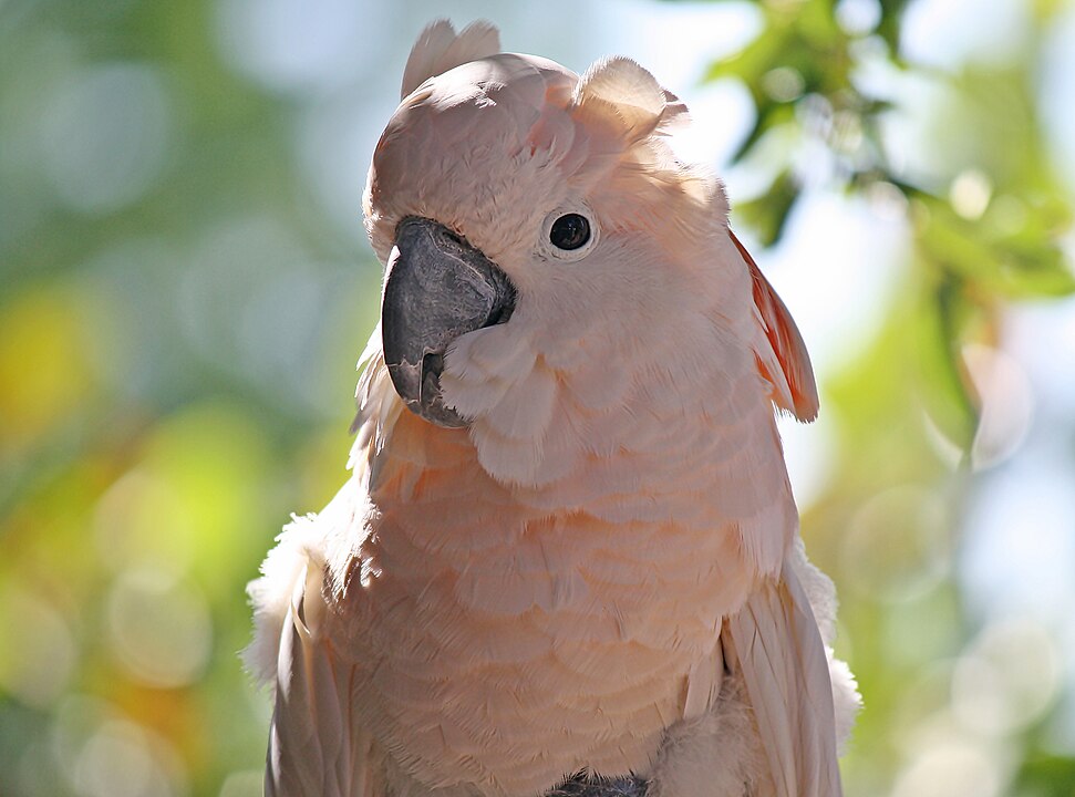 As cacatuas têm uma expectativa de vida que varia de 30 a 75 anos. O que torna esta ave diferente das demais é a sua crista, que levanta e abaixa dependendo do seu estado de humor.
