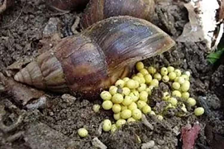 Ao identificar a presença de um caramujo, é recomendável recolher os animais e seus ovos, sempre com as mãos protegidas por sacos plásticos ou luvas. Feche bem o saco.