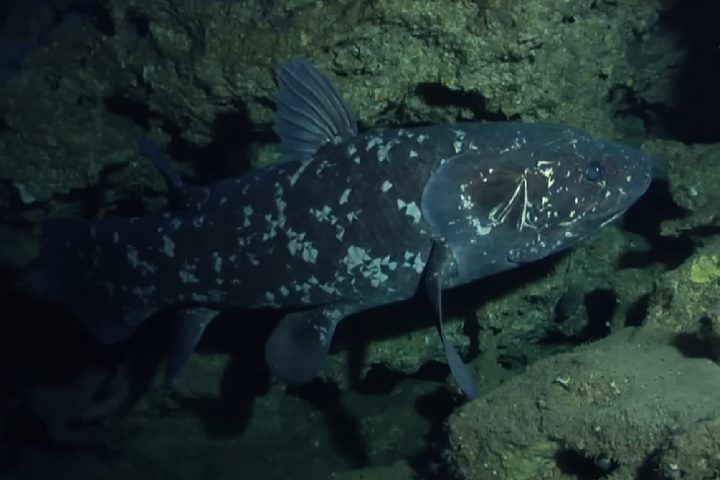 Celacanto: Acreditava-se que esse peixe havia sido extinto desde o período Cretáceo (entre 100 e 66 milhões de anos atrás), até ele ser redescoberto em 1938.