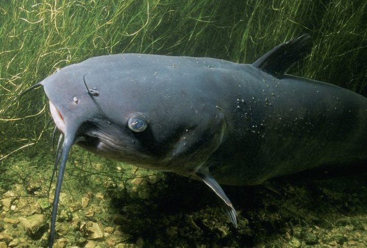 O nome protos vem do grego e significa “original”, refletindo sua posição ancestral na árvore evolutiva dos grandes bagres asiáticos.